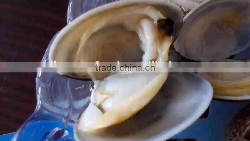 FORZEN BOILED SHORT NECKED CLAM