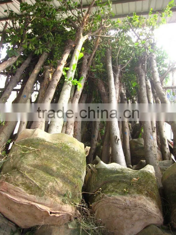 Ficus Nitida landscaping trees for outdoor