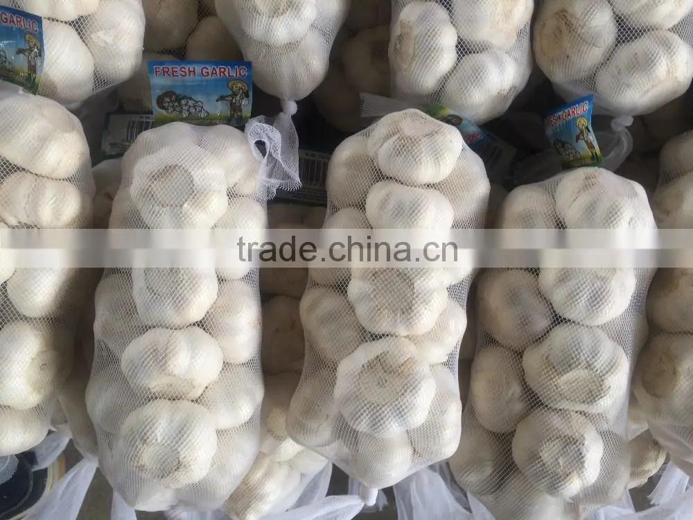Pure White Garlic, Super White Garlic, Snow White Garlic 600G 700G 800G 7Kg 8Kg Mesh Bag For Kuwait