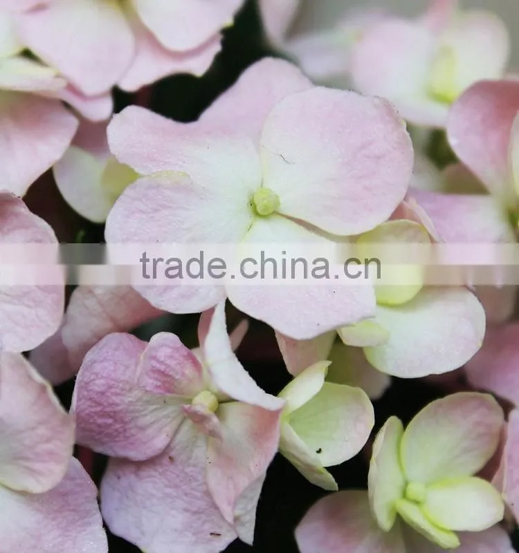 Low price Cheapest hydrangea flowers bonsai
