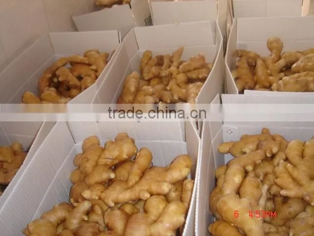 2015 new crop Linyi origin air dried ginger