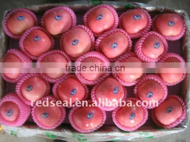 Yantai QIXIA Fuji Red apple