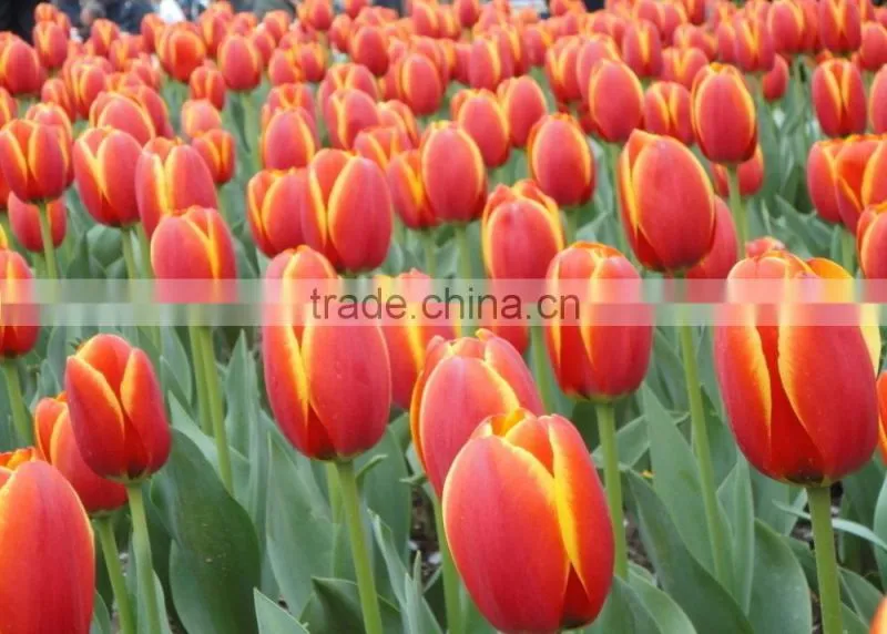 2016 hot sale fresh cut colorful tulip flower from yunnan