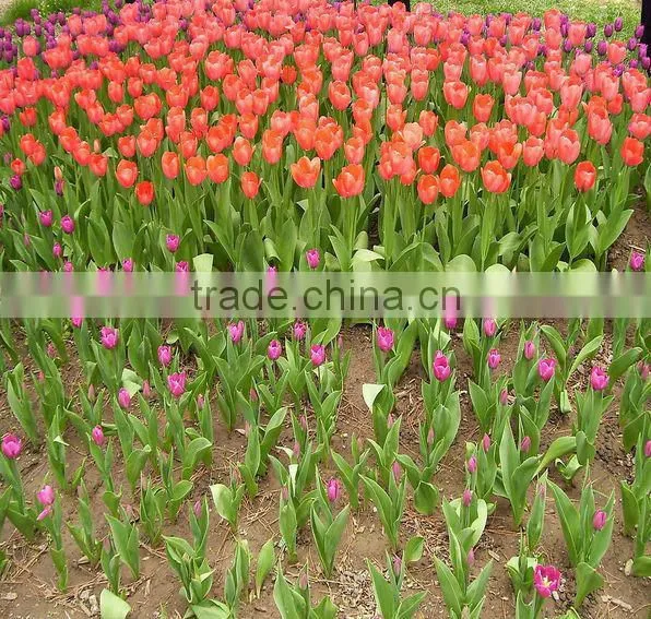 water absorbency water retaining gel for flower