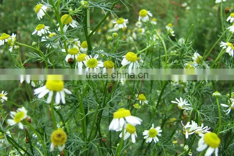 100% Pure Chamomile Essential Oils Wholesale