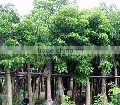 Big size Bischofia polycarpa tree seedling from China