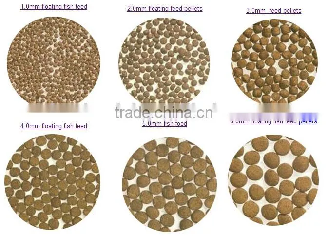 China top quality factory price tropical fish bottom feeders