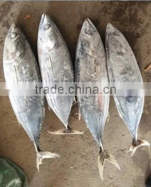 Fresh Frozen Skipjack Tuna