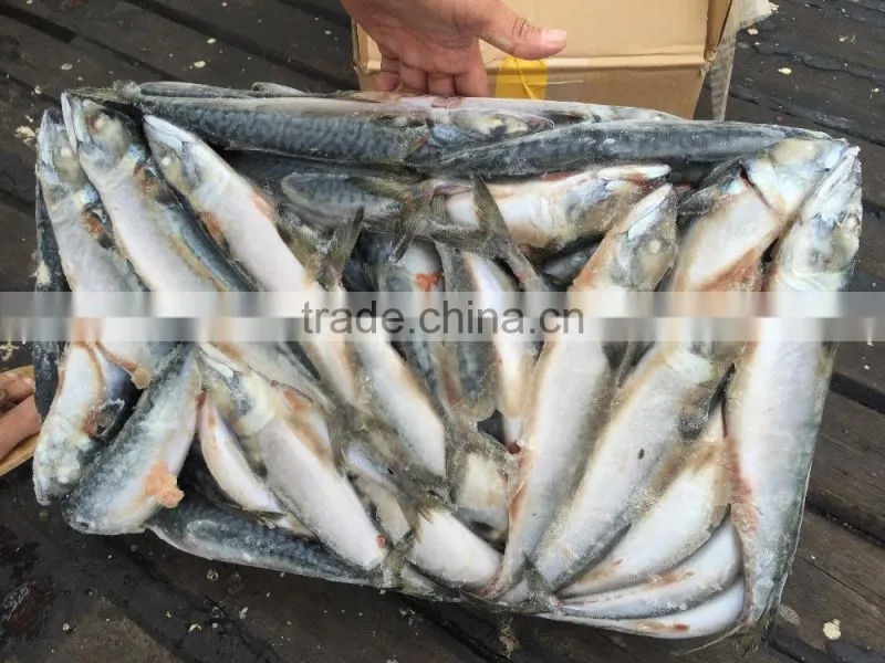 2017 New design hot sale frozen pacific mackerel fish for factory use