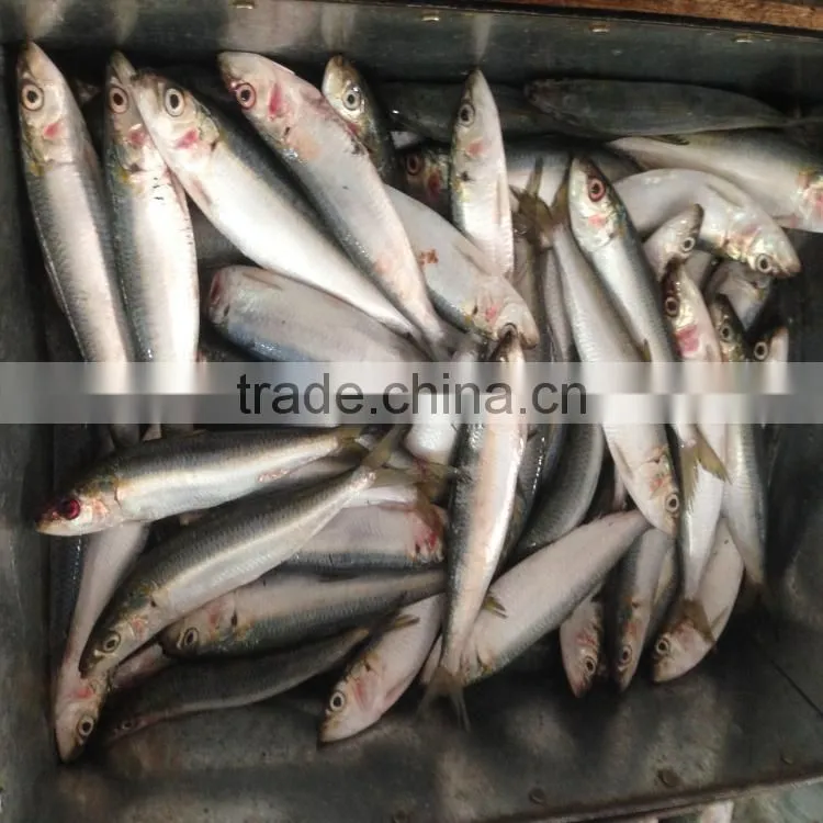 Freeze sardines good sardine sardine bait seafoo fish