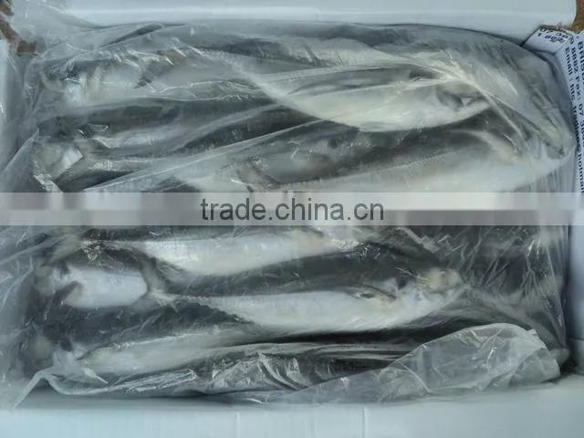 Frozen Horse mackerel