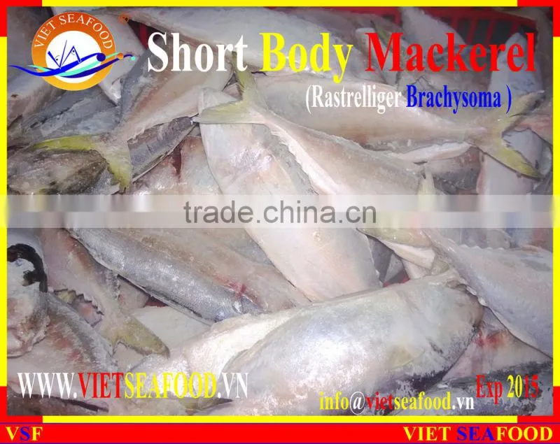 FROZEN SHORT BODY MACKEREL WHOLE ROUND