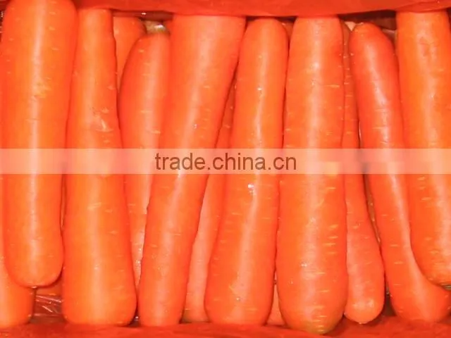 Chinese good quality carrot