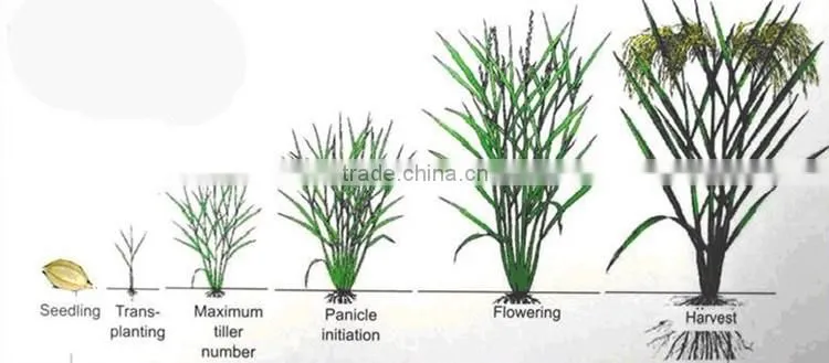 Huminrich Shenyang SH9002-5 Insoluble Humic Acid Granular Form For Rice