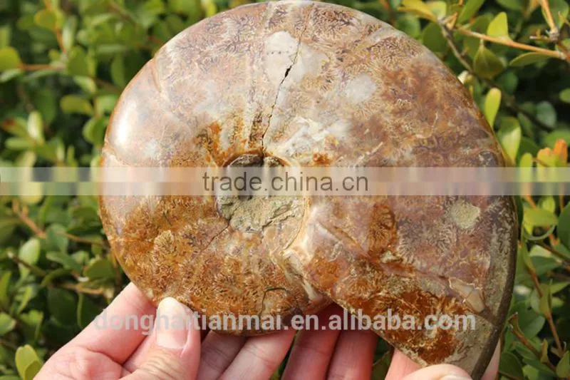 Wholesale Large Snail Fossils/Gemstone Jewelry/Gemstone Art Crafts