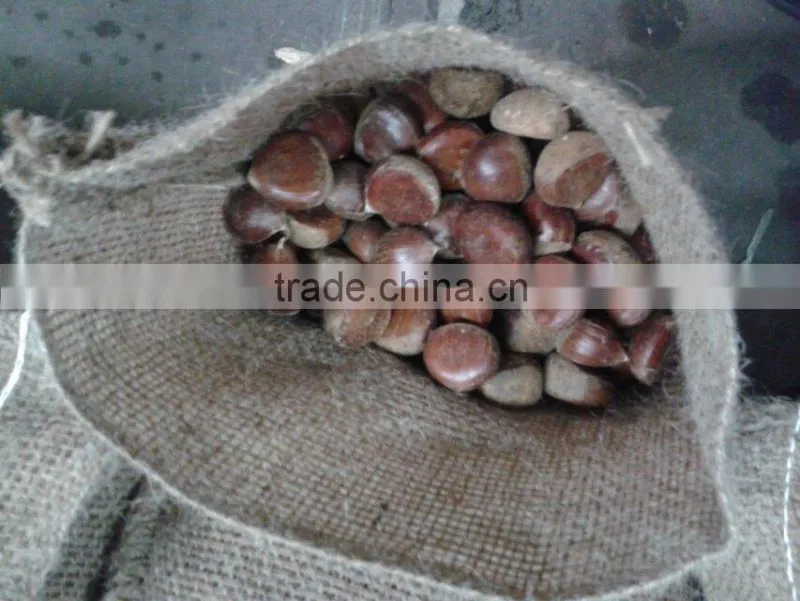 40-50, 50LB gunny bag chinese fresh chestnuts wholesale chestnut