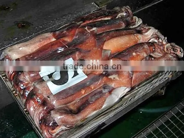frozen argentina illex squid supplier of seafood
