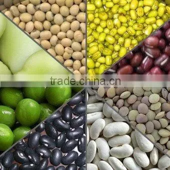 2011 New Crop Bean With Long Shape