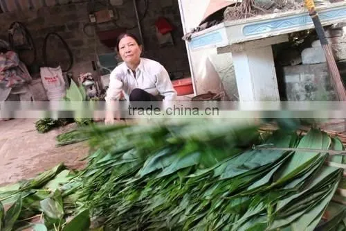 Fresh big size bamboo leaf
