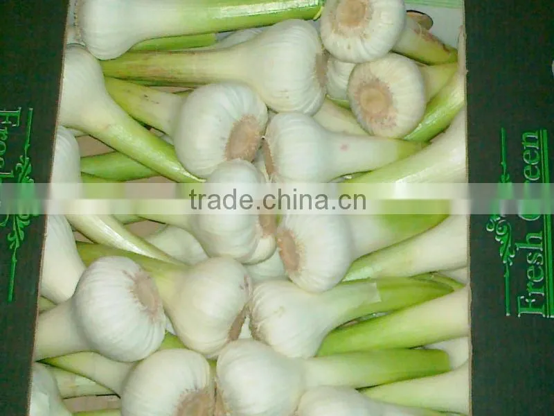 White Garlic