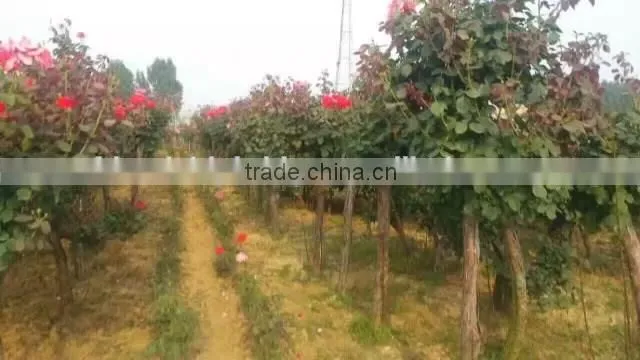 Natural product type potted rose