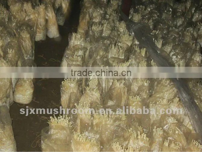 Golden needle mushroom spawn