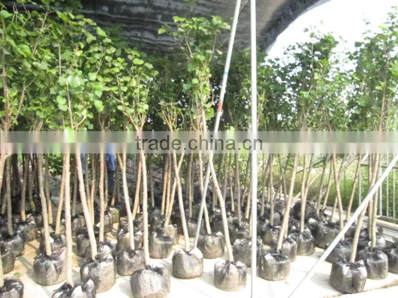 Hibiscus tiliaceus trees