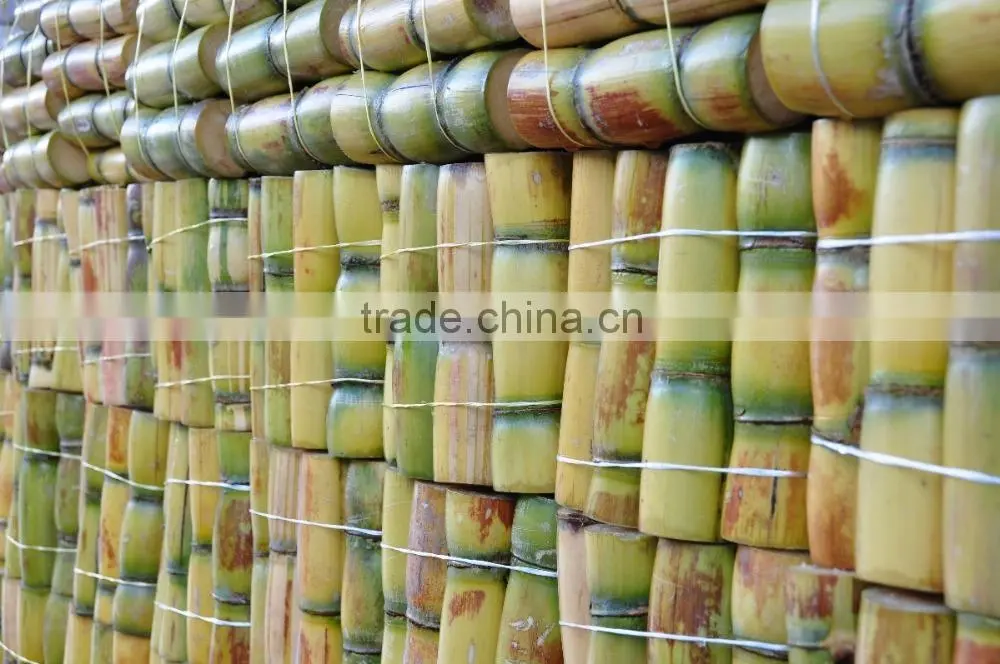 Fresh Sweet Sugarcane from Vietnam/ Sweet Cane Sugar