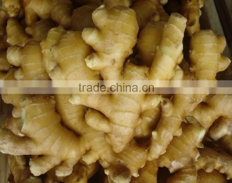 BEST PRICE VIETNAM FRESH GINGER