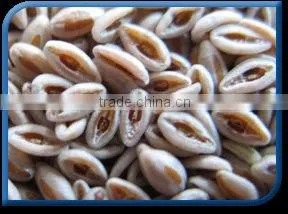 Psyllium Seeds