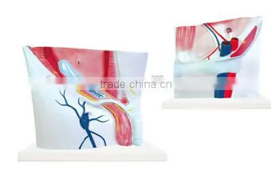 Inguinal model teaching groin anatomy plastic model