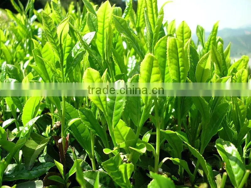 Healthy Green Tea
