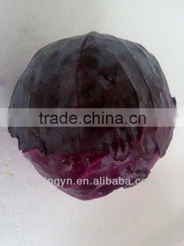 2016 Fresh purple cabbage Chinese organic cabbage