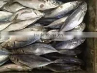 Bulk pack frozen horse mackerel BQF from China