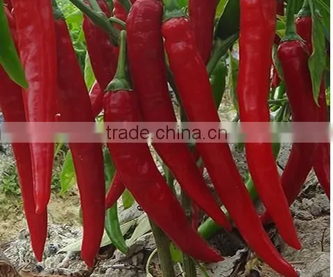 Hybrid F1 green red chilli pepper seeds for sale-Xiang La No.2