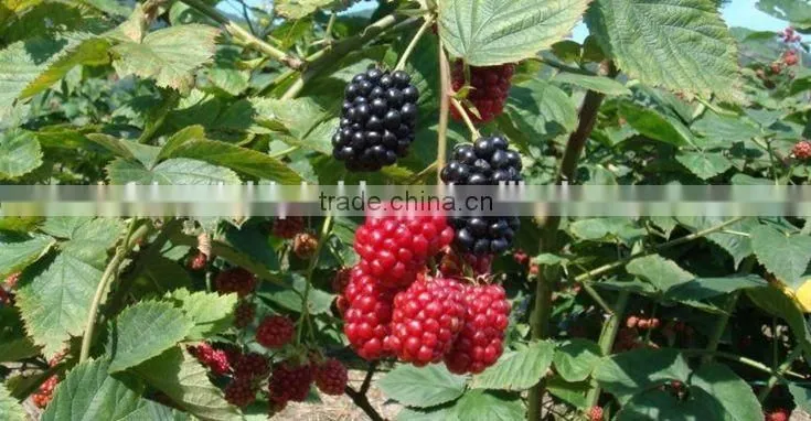 raspberry tree seedling