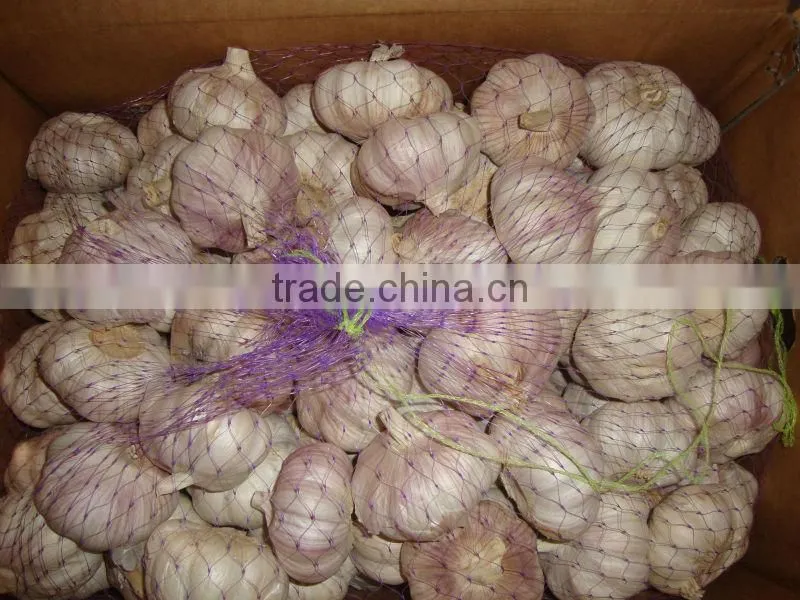 New crop fresh garlic