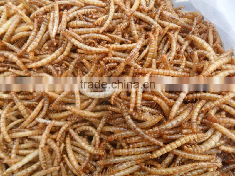 Pet Food Dried Mealworms;Dried Mealworms for Birdseeds