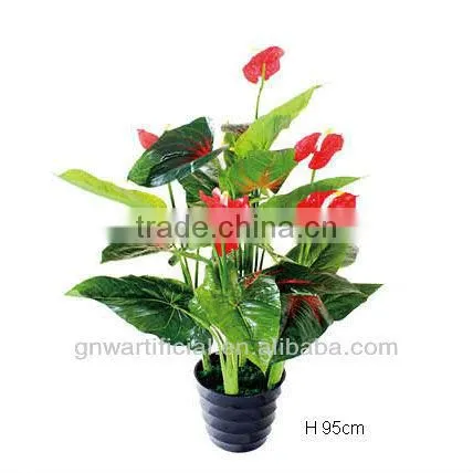 ficus microcarpa bonsai bonsai tree indoor plant GNW G142