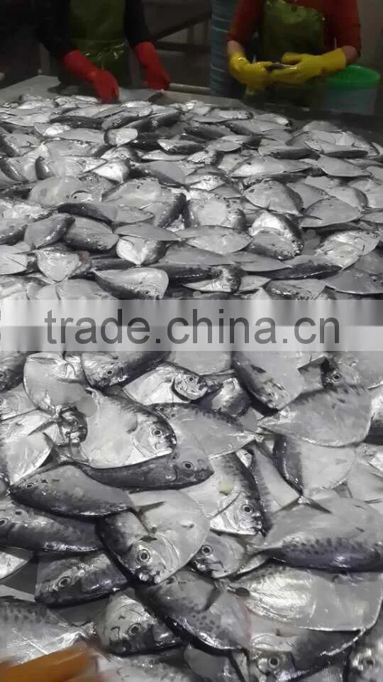 IQF moonfish sea fish on sales