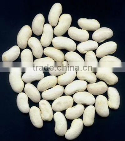 Canned White Beans In Brine with Competitive Price
