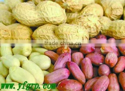 Raw Peanuts in Shell/Groundnuts in Shell for sell