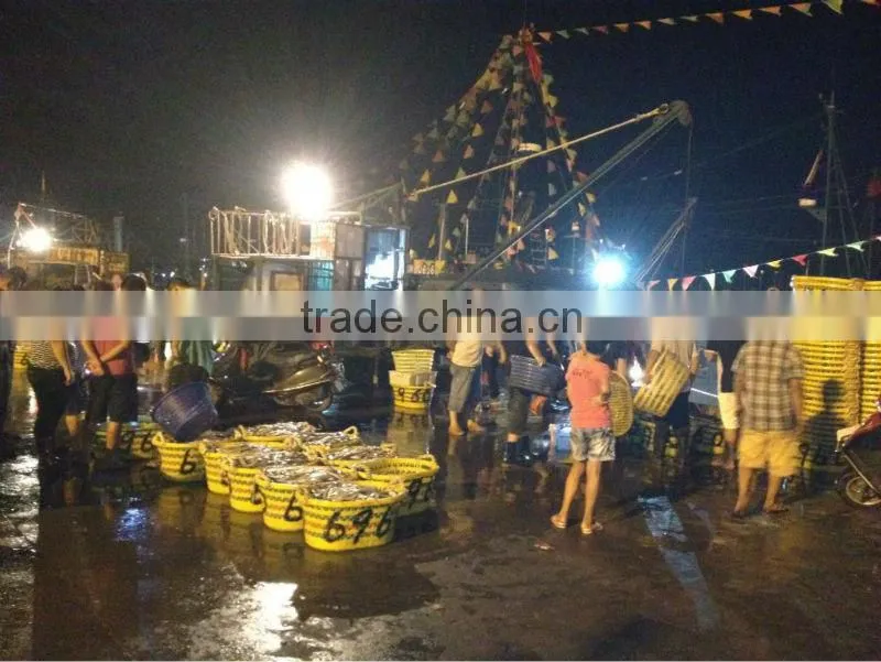 Frozen whole round horse mackerel 20cm from China supplier