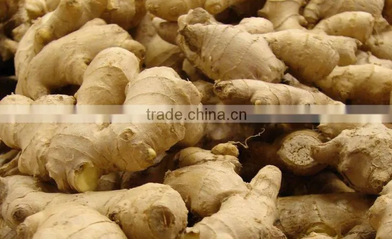 GINGER POWDER