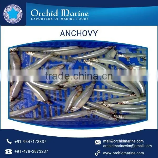 Highly Rated Dehydrated Dried Anchovy Fish Supplier
