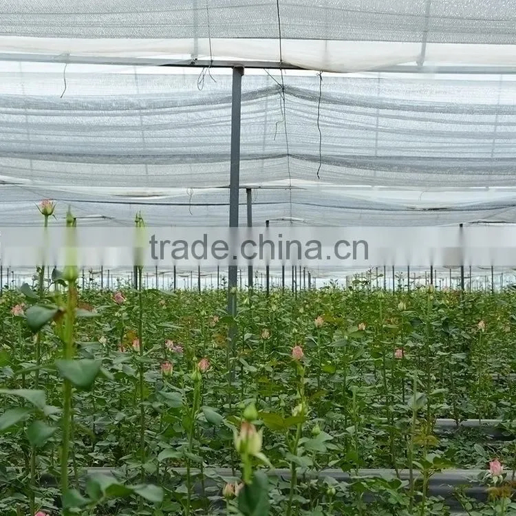 Alibaba china Crazy Selling china fresh black magic rose flower