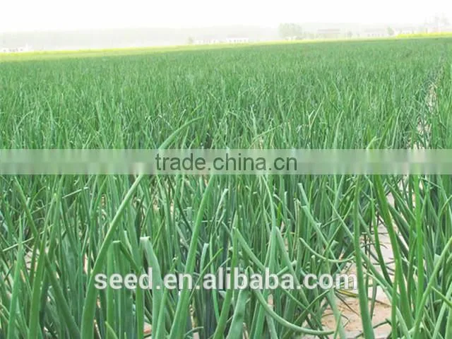 new bred red onion seeds SXO No.1