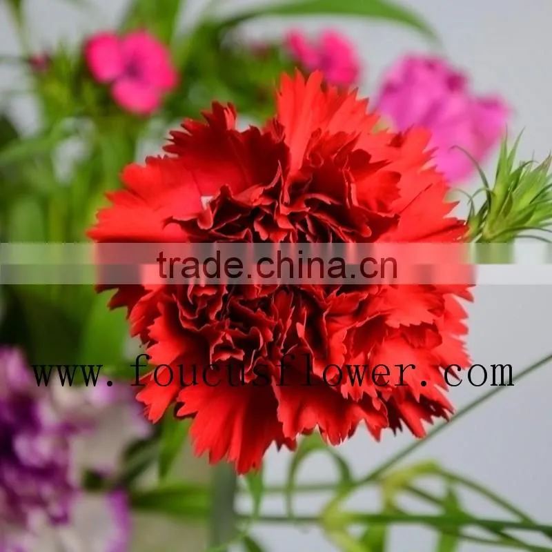 Hotsale Carnation Flowers Artificial Flowers Purple Bouquets Wholesale Fresh Flower