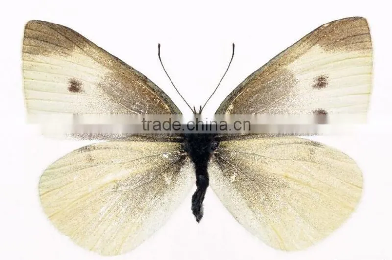 Antennae slides of butterfly w.m Individual microscope prepared slide