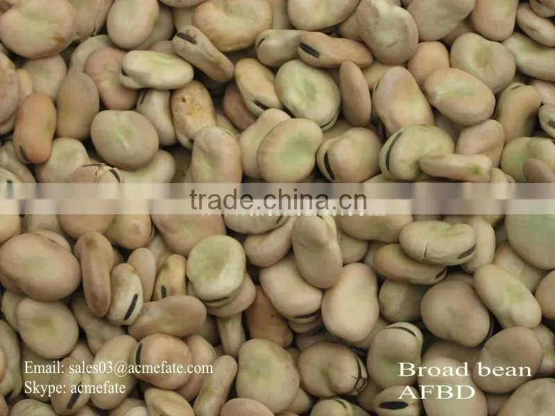 Good Quality Dry Broad Bean/fava grain crop/pulses
